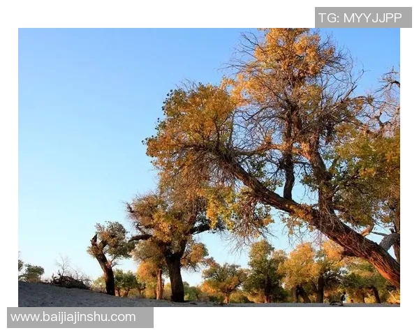 世界足球巨星登临万里长城共赏古今风华感受中华壮丽雄魂